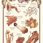 funguy fungal mycology web